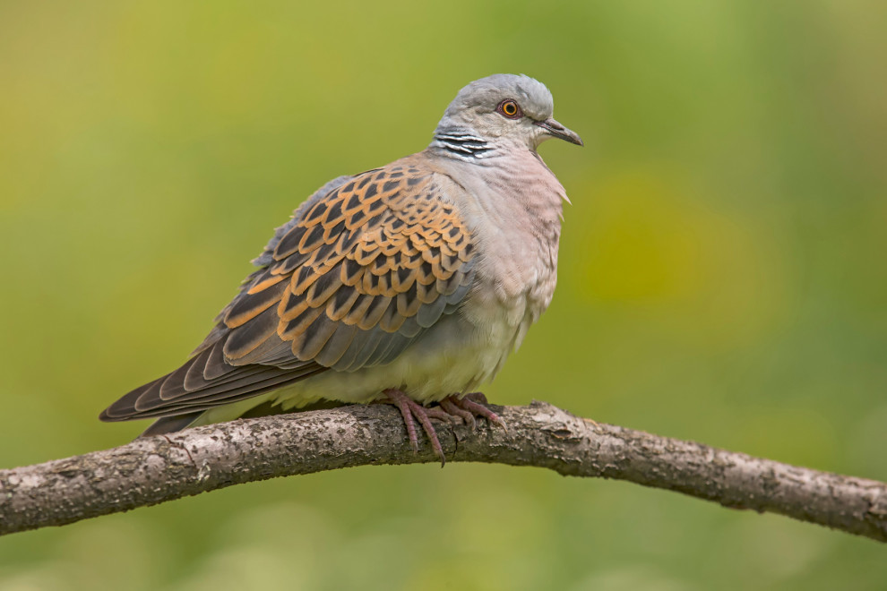 tortora africana